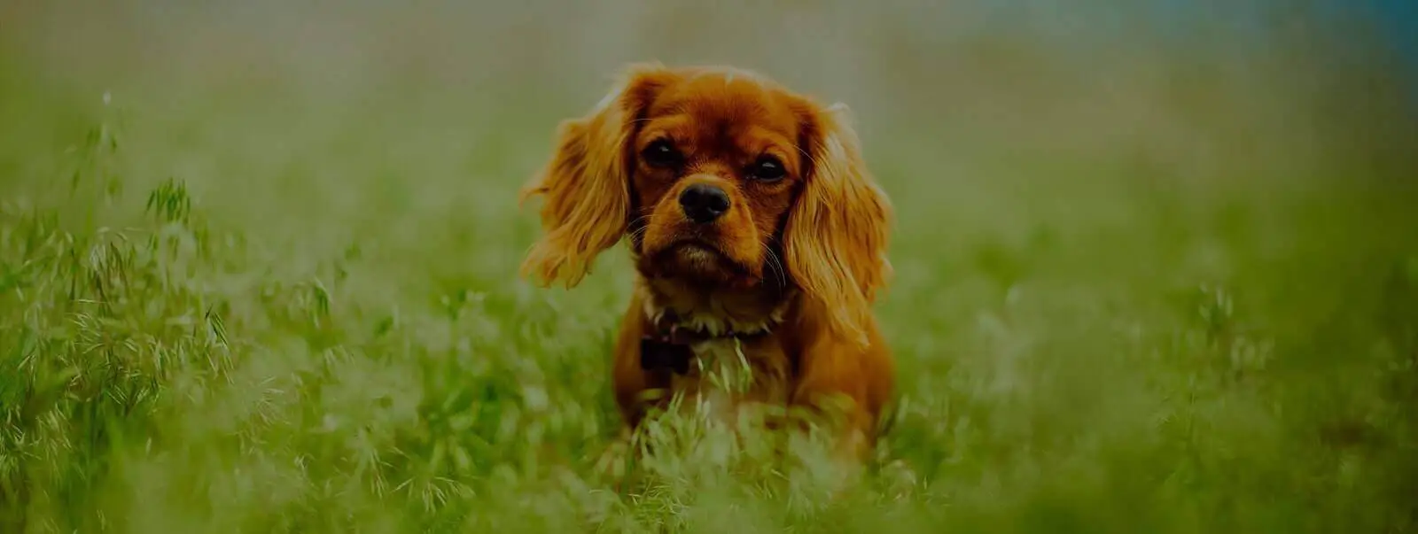 Dein Hundesalon im Waldviertel